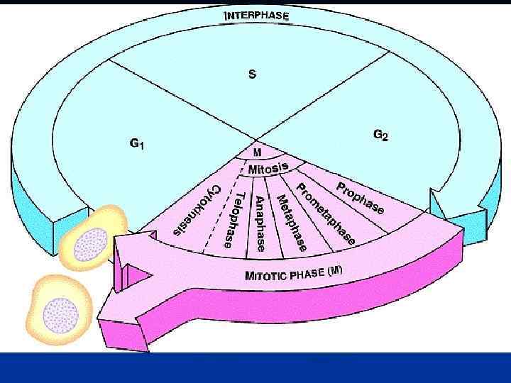   Типы клеток по способности к   делению n Сменяющиеся фазы клеточного