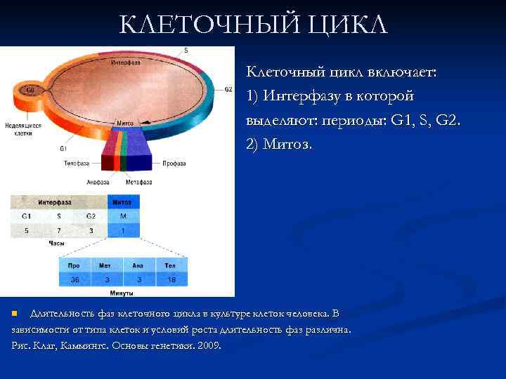 n  Фаза G 1 – постмитотическая или пресинтетическая. Количество хромосом – 2 n,
