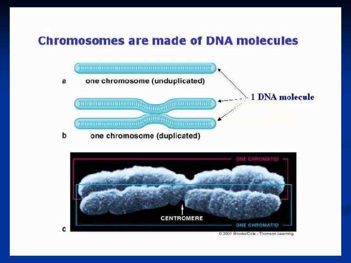  Биологическое значение митоза n Сохранение постоянного количества хромосом во всех клетках данного организма.