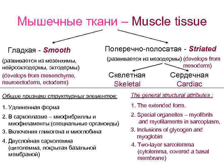  Мышечные ткани – Muscle tissue Гладкая - Smooth Поперечно-полосатая - Striated (развивается из