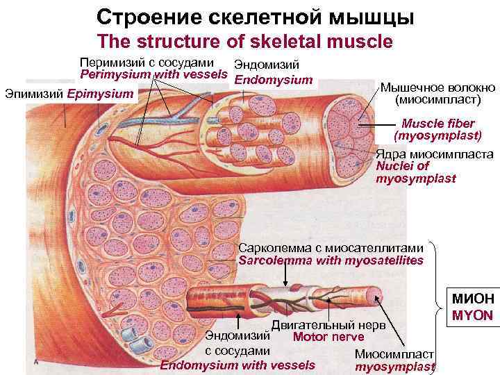 Строение скелетной мышцы The structure of skeletal muscle Перимизий с сосудами Эндомизий Perimysium