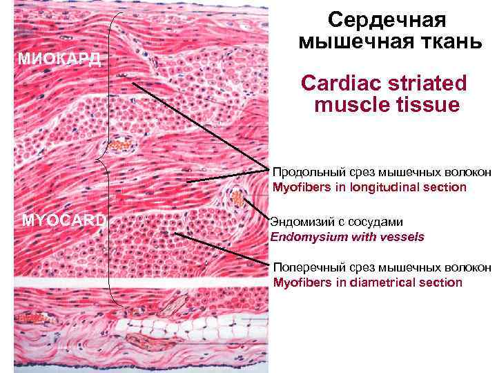  Сердечная мышечная ткань МИОКАРД Cardiac striated muscle tissue Продольный срез мышечных волокон Myofibers