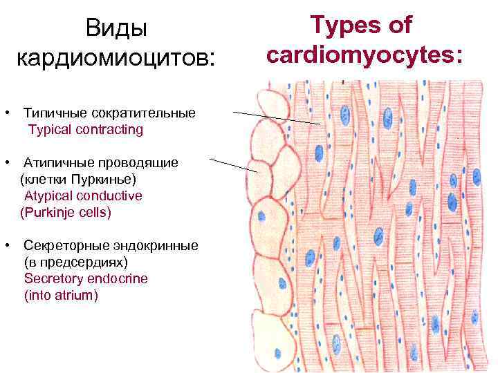  Виды Types of кардиомиоцитов: cardiomyocytes: • Типичные сократительные Typical contracting • Атипичные проводящие