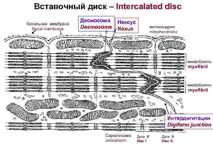  Вставочный диск – Intercalated disc Десмосома Нексус Базальная мембрана Basal membrane Desmosome Nexus