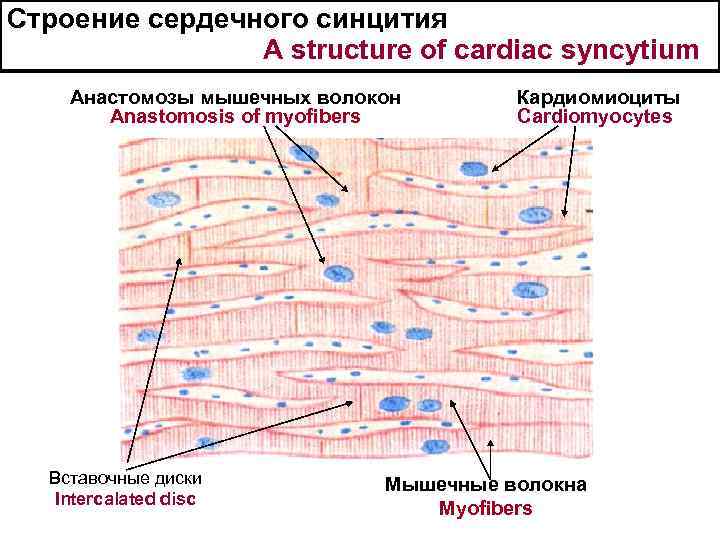 Строение сердечного синцития A structure of cardiac syncytium Анастомозы мышечных волокон Кардиомиоциты Anastomosis of