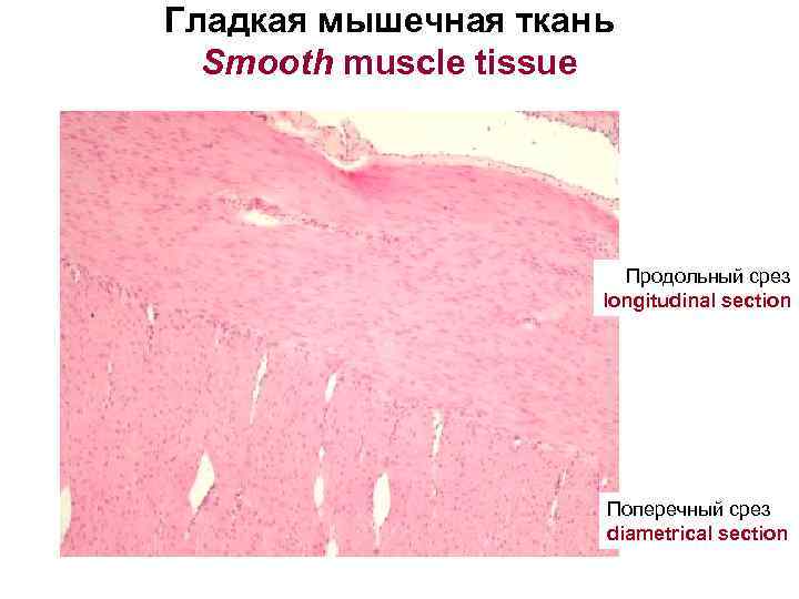 Гладкая мышечная ткань Smooth muscle tissue Продольный срез longitudinal section Поперечный срез diametrical section