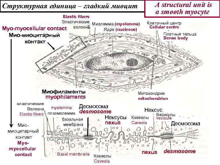 Структурная единица – гладкий миоцит A structural unit is a smooth myocyte Elastic fibers