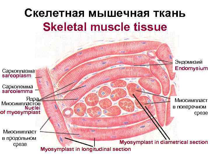  Скелетная мышечная ткань Skeletal muscle tissue Эндомизий Endomysium Саркоплазма sarcoplasm Сарколемма sarcolemma Ядра
