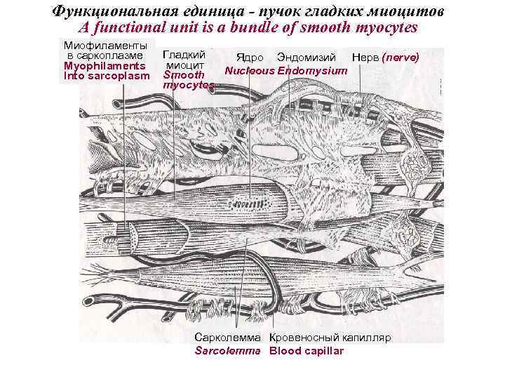 Функциональная единица - пучок гладких миоцитов A functional unit is a bundle of smooth