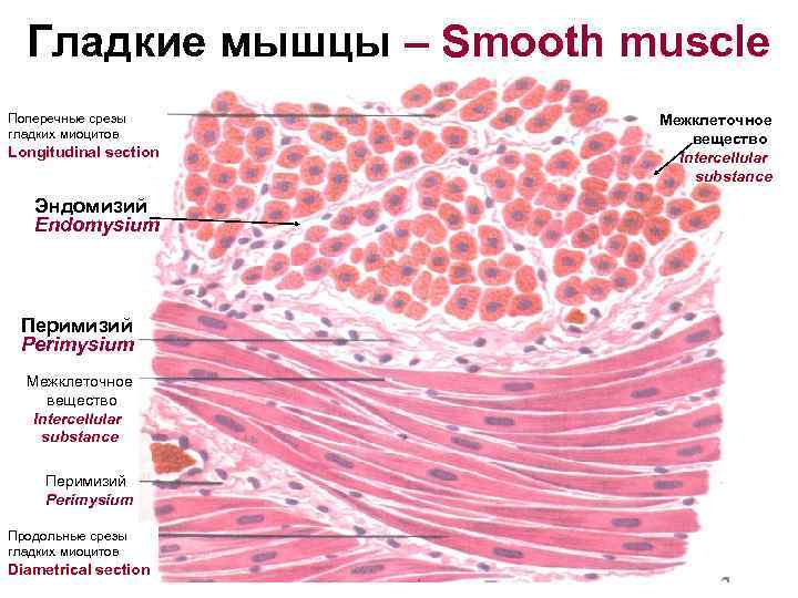  Гладкие мышцы – Smooth muscle Поперечные срезы Межклеточное гладких миоцитов вещество Longitudinal section