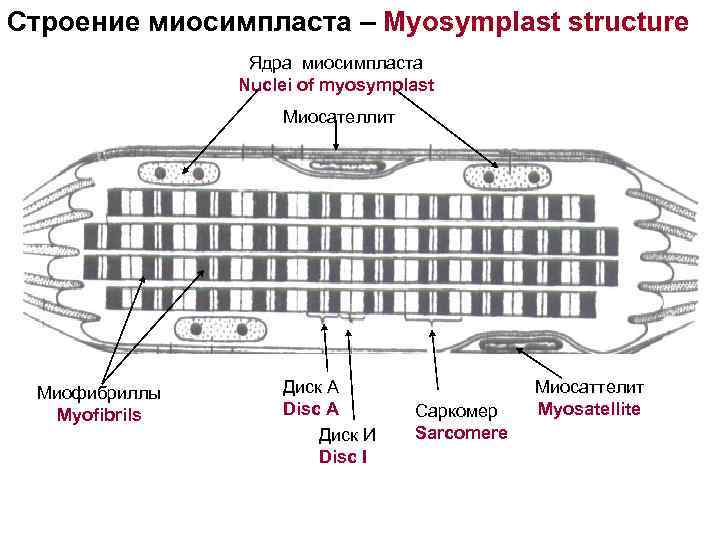 Строение миосимпласта – Myosymplast structure Ядра миосимпласта Nuclei of myosymplast Миосателлит Миофибриллы Диск А