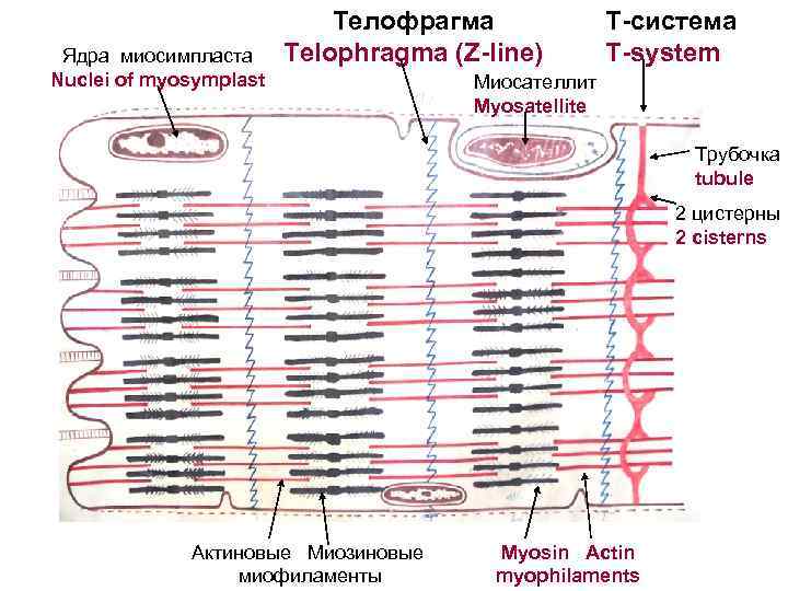  Телофрагма Т-система Ядра миосимпласта Telophragma (Z-line) T-system Nuclei of myosymplast Миосателлит Myosatellite Трубочка