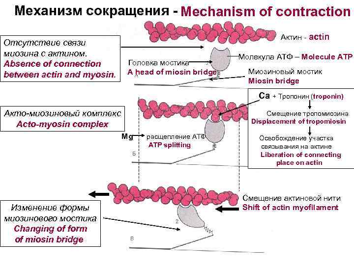  Механизм сокращения - Mechanism of contraction Актин - actin Отсутствие связи миозина с