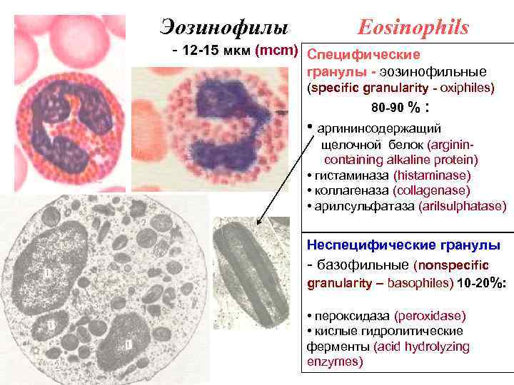 Эозинофилы как называются. Специфические гранулы эозинофилов. Эозинофилы функции гистология.