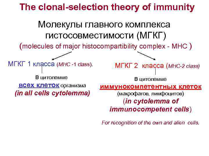  The clonal-selection theory of immunity Молекулы главного комплекса гистосовместимости (МГКГ) (molecules of major