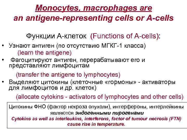  Monocytes, macrophages are an antigene-representing cells or A-cells Функции А-клеток (Functions of A-cells):