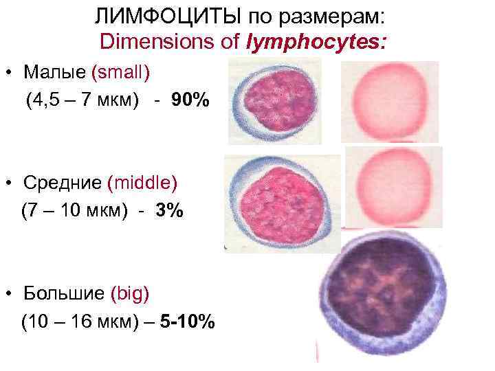  ЛИМФОЦИТЫ по размерам: Dimensions of lymphocytes: • Малые (small) (4, 5 – 7