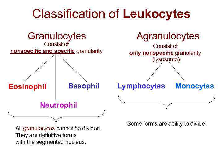  Classification of Leukocytes Granulocytes Agranulocytes Consist of Consist of nonspecific and specific granularity