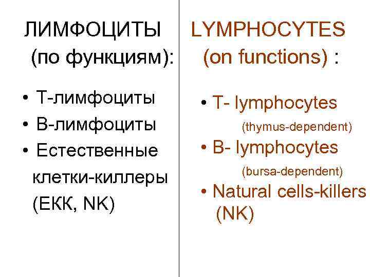 ЛИМФОЦИТЫ LYMPHOCYTES (по функциям): (on functions) : • Т-лимфоциты • Т- lymphocytes • В-лимфоциты