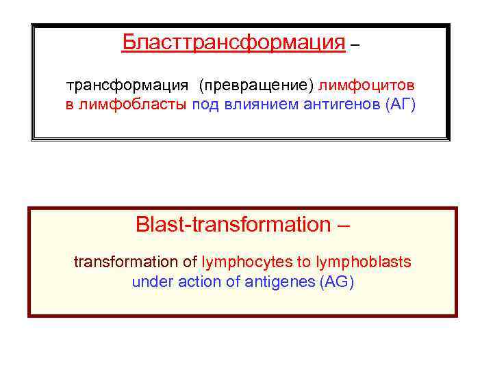  Бласттрансформация – трансформация (превращение) лимфоцитов в лимфобласты под влиянием антигенов (АГ) Blast-transformation –