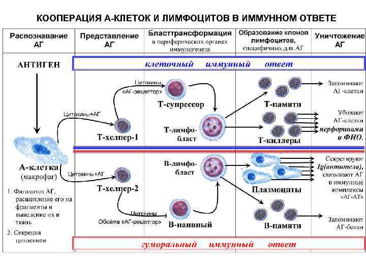 Регуляторные лимфоциты. Кооперация а клеток и лимфоцитов в иммунном ответе. Механизм клеточного иммунного ответа иммунология. Схема гуморального иммунного ответа. Схема развития иммунных клеток.