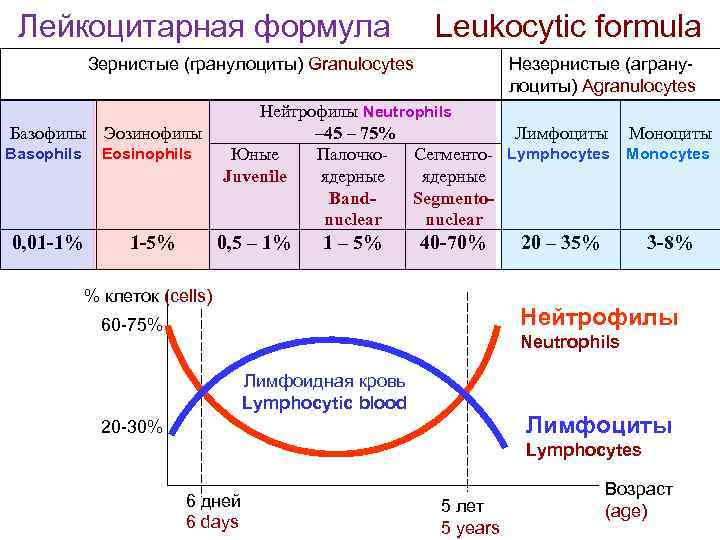  Лейкоцитарная формула Leukocytic formula Зернистые (гранулоциты) Granulocytes Незернистые (аграну- лоциты) Agranulocytes Нейтрофилы Neutrophils