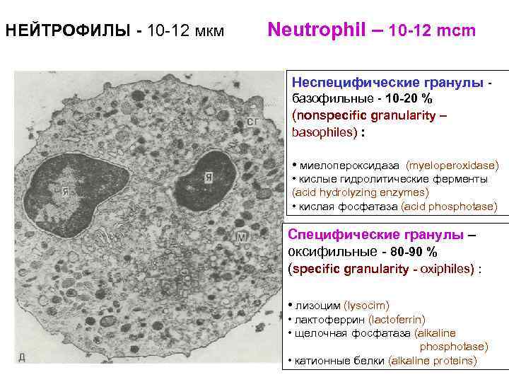 НЕЙТРОФИЛЫ - 10 -12 мкм Neutrophil – 10 -12 mcm Неспецифические гранулы - базофильные