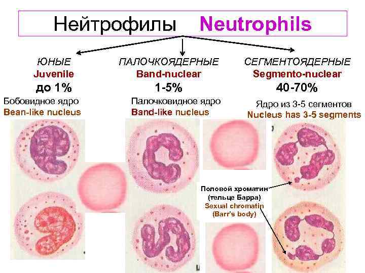  Нейтрофилы Neutrophils ЮНЫЕ ПАЛОЧКОЯДЕРНЫЕ СЕГМЕНТОЯДЕРНЫЕ Juvenile Band-nuclear Segmento-nuclear до 1% 1 -5% 40