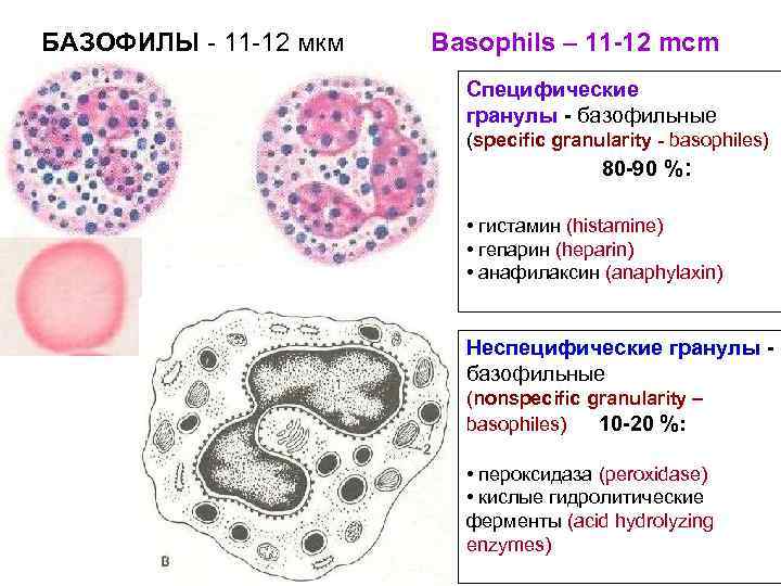 БАЗОФИЛЫ - 11 -12 мкм Basophils – 11 -12 mcm Специфические гранулы - базофильные