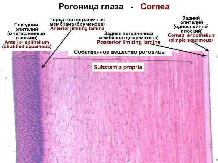 Эпителий конъюнктивы