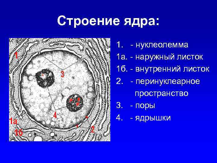 Строение ядра. Ультраструктура нуклеолеммы. Кариолемма это гистология. Строение ядра гистология нуклеолемма. Строение ядра нуклеолемма.