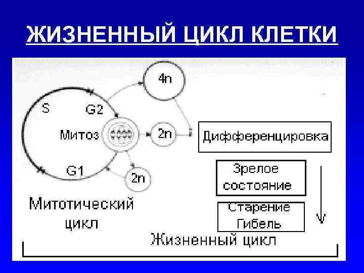 6 жизненный цикл клетки. Этапы жизненного цикла клетки кратко. Жизненный цикл клетки схема. Схема жизненного цикла клетки гистология. Жизненный цикл клетки это период жизни клетки.
