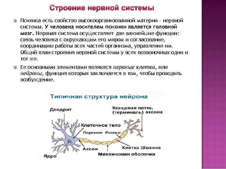  Психика есть свойство высокоорганизованной материи – нервной системы. У человека носителем психики является