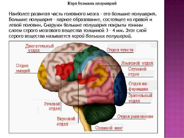  Кора больших полушарий Наиболее развитая часть головного мозга – его большие полушария. Большие