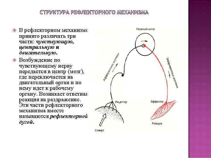  В рефлекторном механизме принято различать три части: чувствующую, центральную и двигательную. Возбуждение по