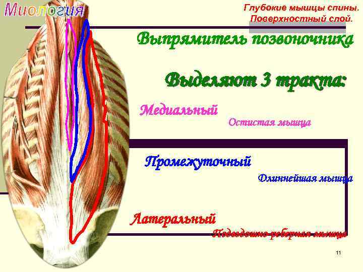 Мышцы спины анатомия картинки глубокие