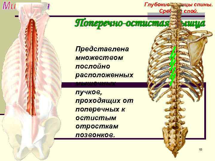 Остистая мышца