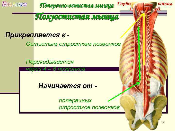 Мышцы спины анатомия картинки глубокие