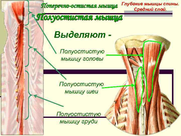 Полуостистая мышца шеи