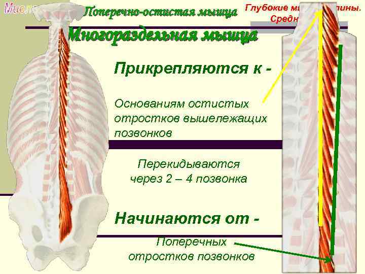  Глубокие мышцы спины. Поперечно-остистая мышца Средний слой. Многораздельная мышца Прикрепляются к - Основаниям