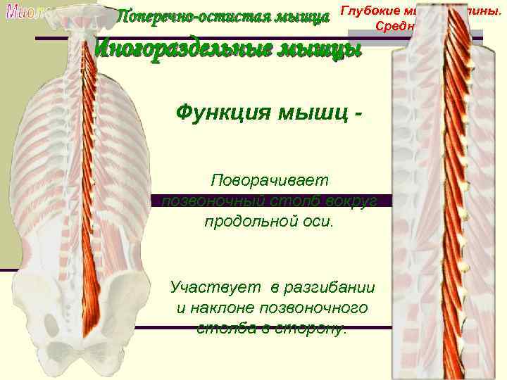 Мышцы спины анатомия картинки глубокие