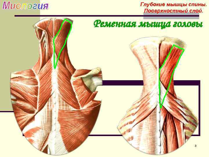 Мышцы спины анатомия картинки глубокие