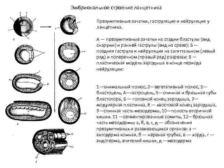 Эмбриональное строение ланцетника Презумптивные зачатки, гаструляция и нейруляция у ланцетника. А — презумптивные зачатки