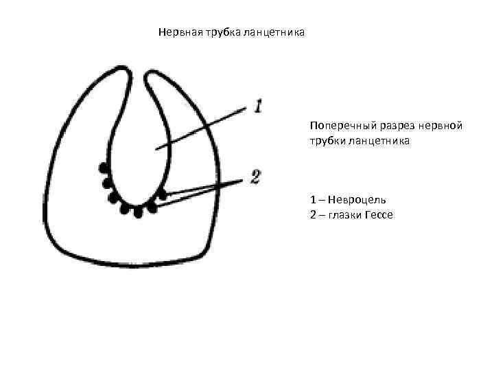 Нервная трубка ланцетника Поперечный разрез нервной трубки ланцетника 1 – Невроцель 2 – глазки