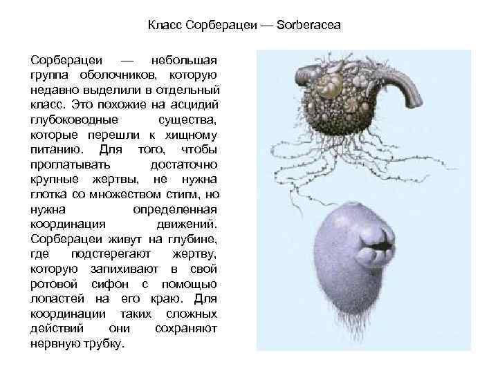  Класс Сорберацеи — Sorberacea Сорберацеи — небольшая группа оболочников, которую недавно выделили в