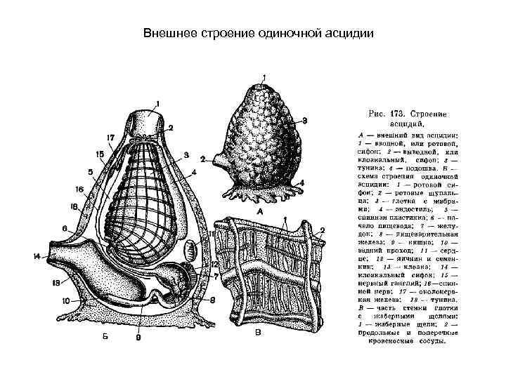 Внешнее строение одиночной асцидии 