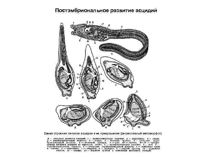  Постэмбриональное развитие асцидий Схема строения личинки асцидии и ее превращение (регрессивный метаморфоз) 