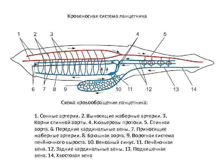  Кровеносная система ланцетника Схема кровообращения ланцетника: 1. Сонные артерии. 2. Выносящие жаберные артерии.