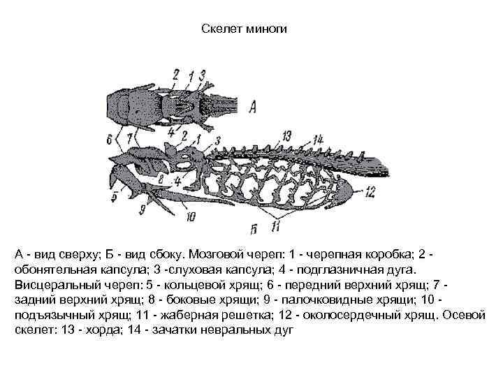  Скелет миноги А - вид сверху; Б - вид сбоку. Мозговой череп: 1