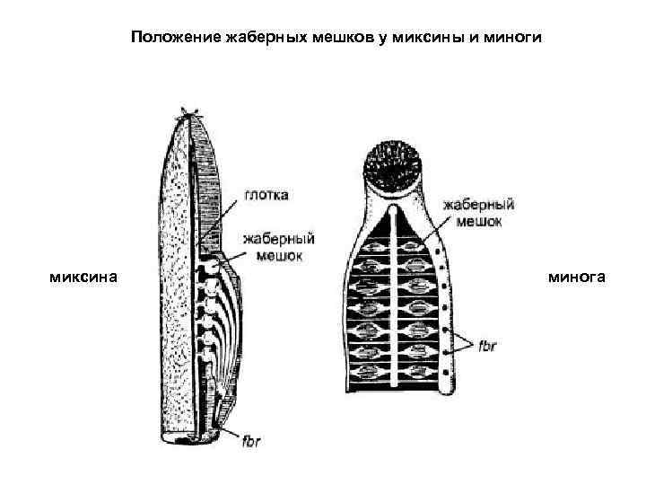  Положение жаберных мешков у миксины и миноги миксина минога 